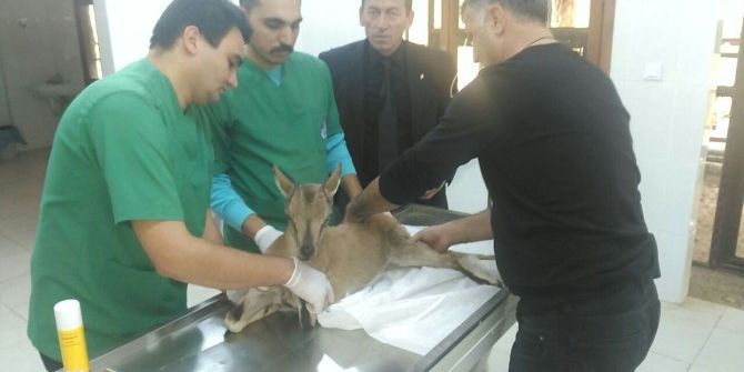 Yaralı Yavru Yaban Keçisi Tedavi Altına Alındı