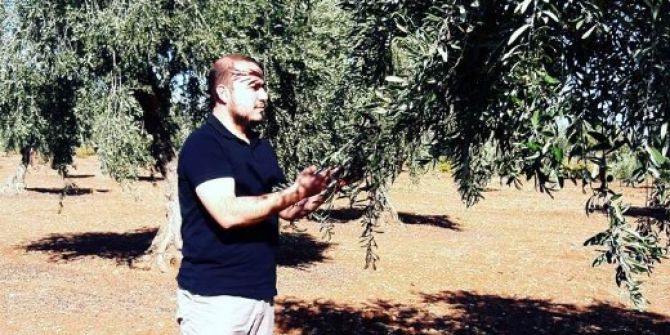 Zeytinde Erken Hasat Uyarısı