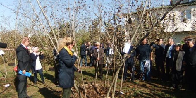 Fındık Verim Değerlerinde Acı Tablo