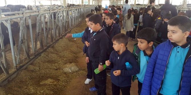 Minik Öğrenciler Süt Üretimini Öğrendi