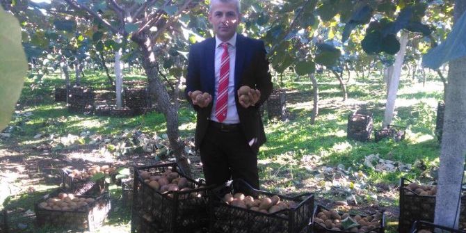 Çarşamba’da Kivi Yüz Güldürüyor