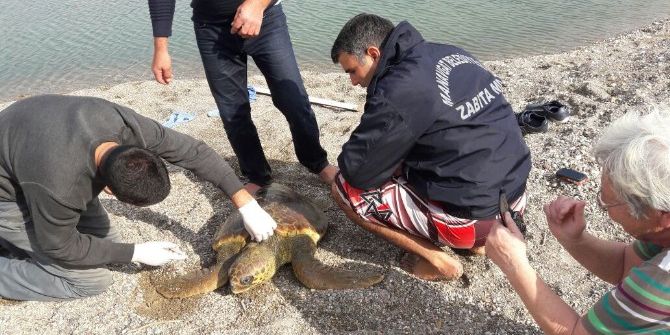 Manavgat’ta Caretta Caretta Seferberliği