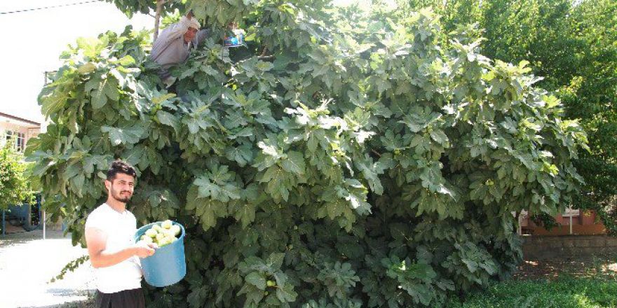 Silifke’de İncir Hasadı Başladı