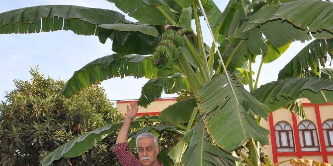 Şanlıurfa’da Muz Üretildi