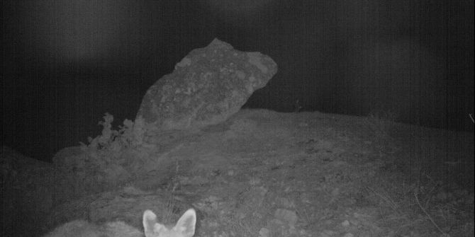 Yaban Hayatı Fotokapanla İzleniyor