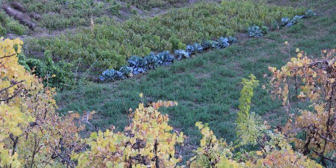 Hakkari Çimenli Köyünde Sonbahar Güzelliği