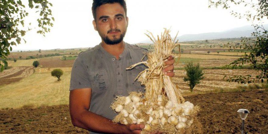 ’Beyaz Altın’ın Hasadı Başladı