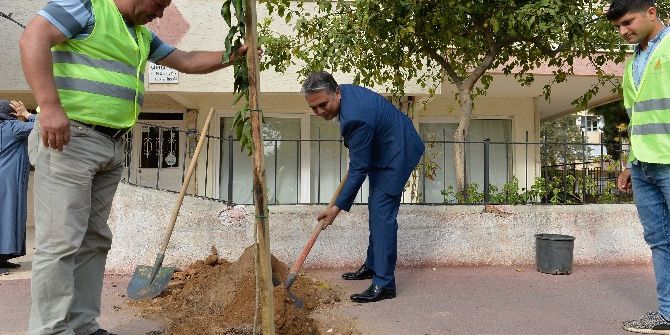 Başkan Uysal İlk Turunç Fidanını Dikti