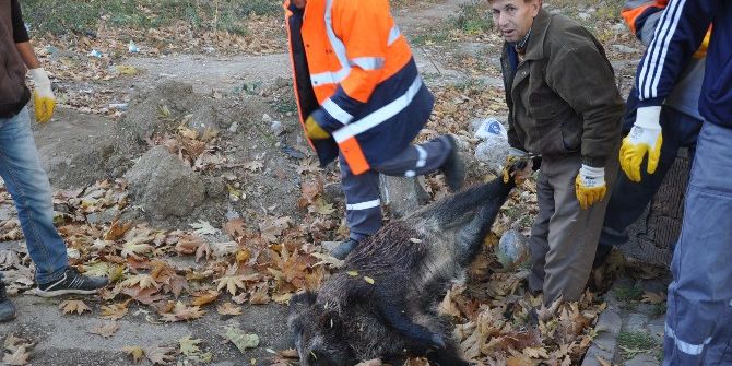 10 Kasım Törenlerinde Domuz Leşi Şoku