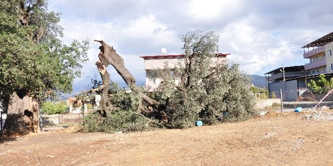 Milas’ta Hortum Bine Yakın Ağaca Zarar Verdi