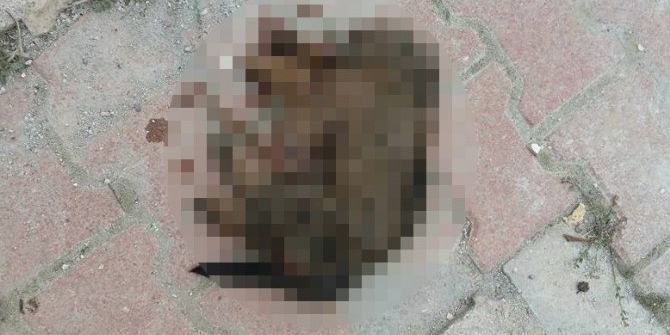 Bilecik’te Köpek Vahşeti