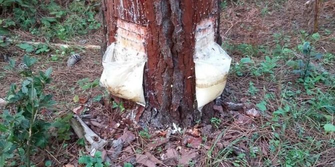 Kocaeli’de 21 Ton Reçine Üretimi Hedefleniyor