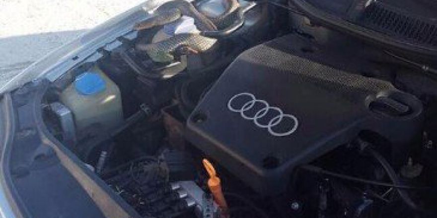 Otomobilin Motor Kısmından Çıkan Yaklaşık 3 Metrelik Yılana Sakinleştirici İğne