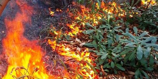 Fatsa’da Orman Yangını