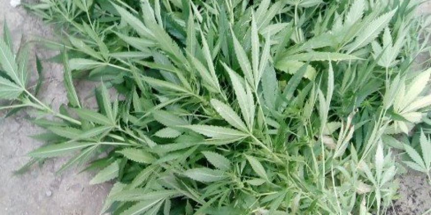 141 Kök Kenevirle Yakalandı, “İçiciyim” Dedi