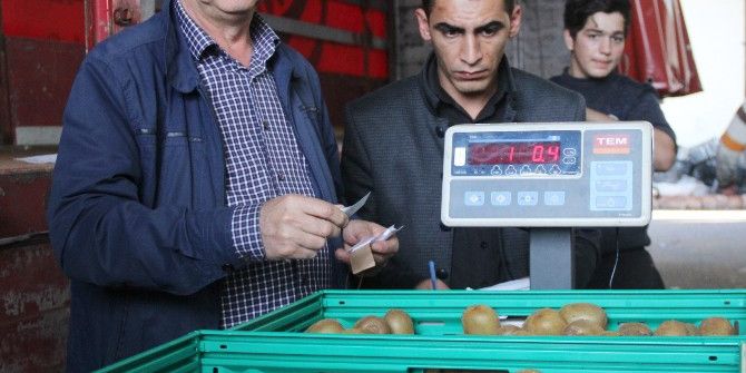 Rize’de Kivi Hasadı Başladı