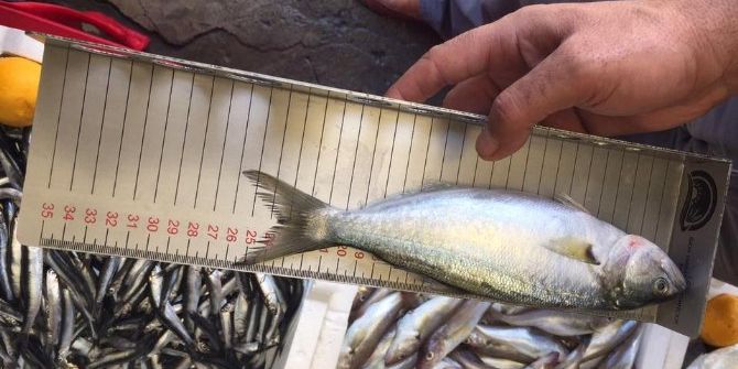 Çarşamba’da 1.8 Ton Balığa El Konuldu, 8 Bin Tl Ceza Kesildi