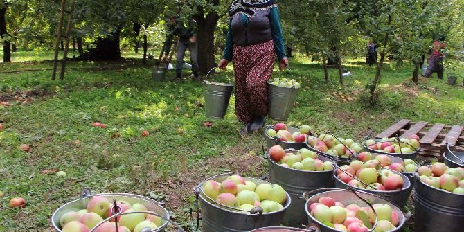 2 Bin Yıllık Amasya Elmasına Büyük Destek