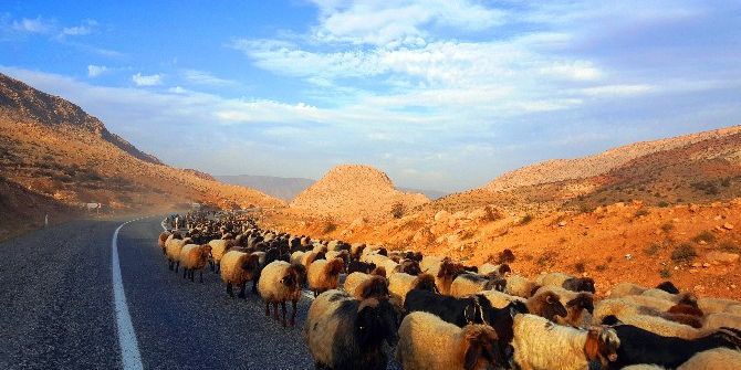 Koyun Sürülerinin Göç Yolculuğu Başladı, Tüneller Ortak Kullanılıyor
