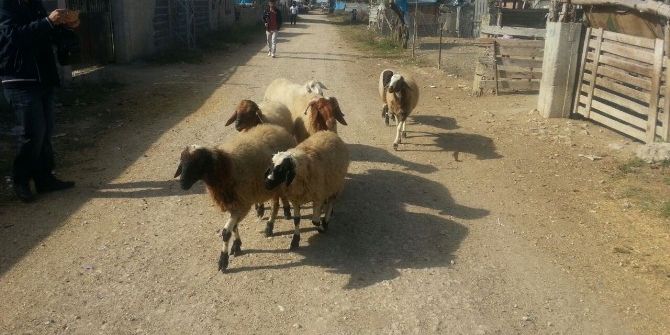 Çalınan Koyunları Jandarma Buldu