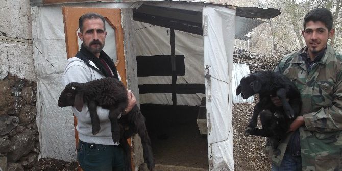Varto Sydv’nin Dağıttığı Koyunlar Çift Doğuruyor