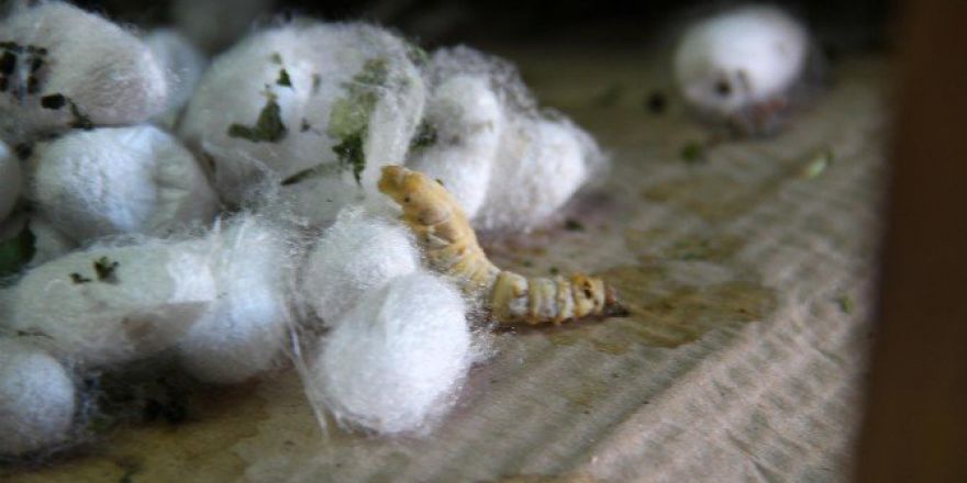 Edirne’de İpek Böceği İçin İlk Adım