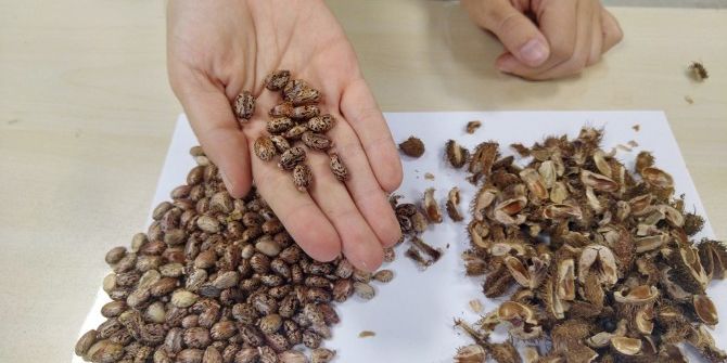 ’Ata Tohumlar’ Ücretsiz Dağıtılacak