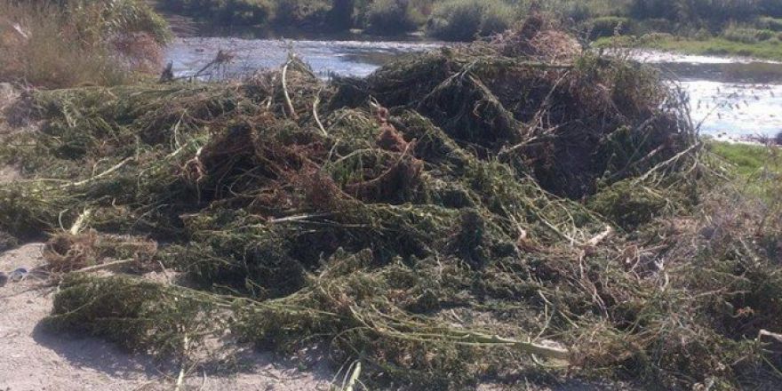 Asi Nehri Kenarında Hint Keneviri Bulundu