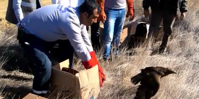 Tedavisi Yapılan Yaban Hayvanları Yaşam Ortamlarına Salındı