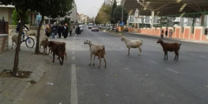 Aydın’da Keçilerin Bulvar Turu