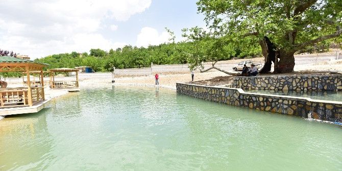 Tarihi Çınar Kuruma Tehlikesiyle Karşı Karşıya