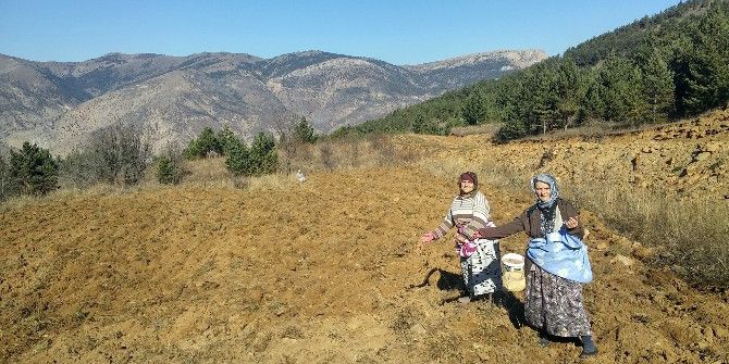 Gümüşhane’de Kuşlar Aç Kalmasın Diye Yıllardır Ekilmeyen Tarlalar Ekiliyor
