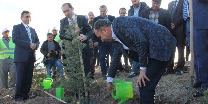 Hitit Üniversitesi Hatıra Ormanı Oluşturuldu