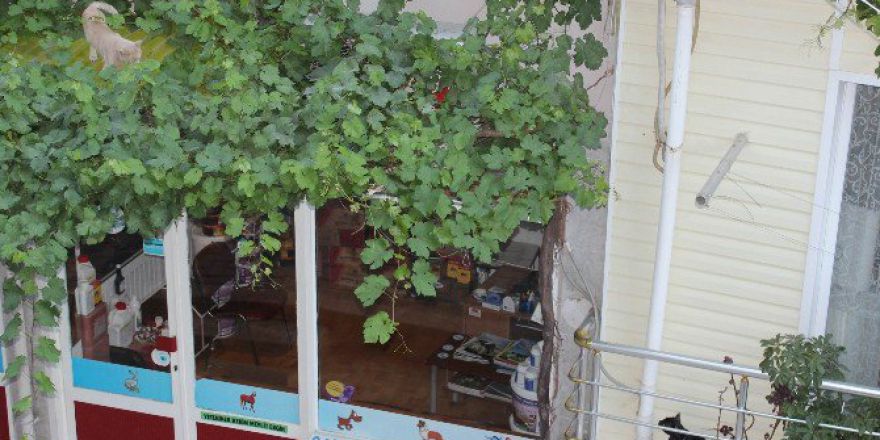 Kedilerin Dostluğu Görenleri Şaşırttı