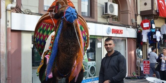 Ayvalık’ta Güreşçi Develer Havut Giydi