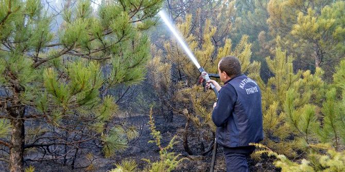 Ateşle Oynayan Çocuklar, 5 Dönüm Ormanlık Alanı Yaktı