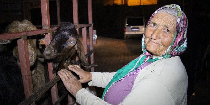 Çalınan Keçilerini Teslim Alan Yaşlı Kadın Duygularına Hakim Olamadı