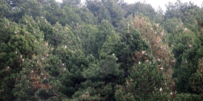 Kazdağları’nda Çam Kese Böceği Alarmı