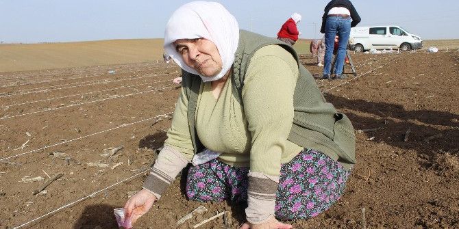 Milli Tohum Islah Çalışmalarında Kadın Emeği