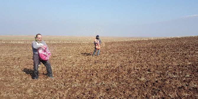 Bitlis’te Buğday Ekimine Başlandı