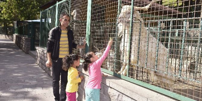 Evcil Hayvanlar Parkı, Ziyaretçilerini Ağırlıyor
