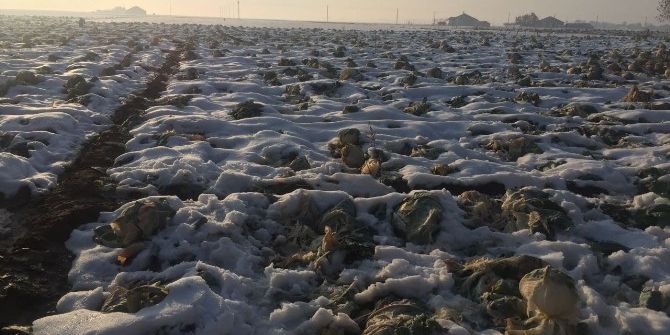 Patnos’ta Kar Yağışının Erken Başlaması Ahana Ve Şeker Pancarı Ekicilerini Zor Durumda Bıraktı