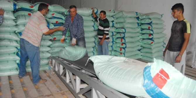 Dalaman Tigem’den Kıbrıs’a Tohumluk Buğday