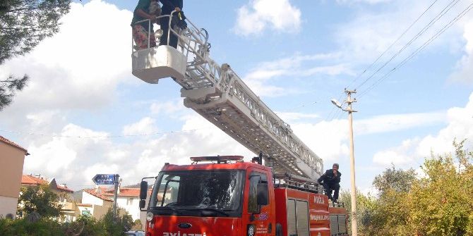 Ortaca’da Kedi Kurtarma Operasyonu