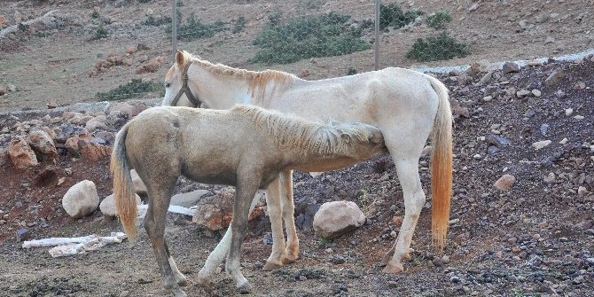 Anne At İle Yaralı Yavrusunun Kavuşma Anı Duygulandırdı