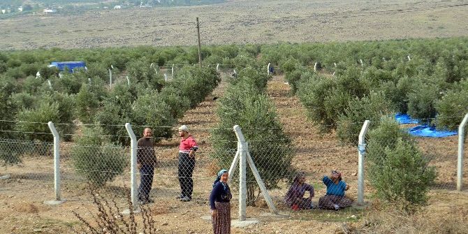 Çaldıkları Araçla Zeytin Çalan 2 Zanlıdan Biri Yakalandı