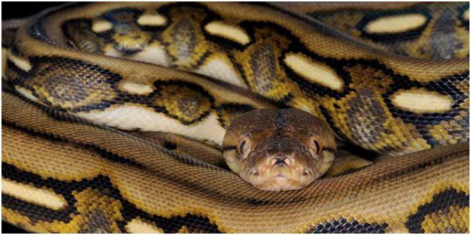 Adrenalin Dünyası’nda ’Kaplan Kafesli Piton’ Ziyaretçileri İle Buluşuyor