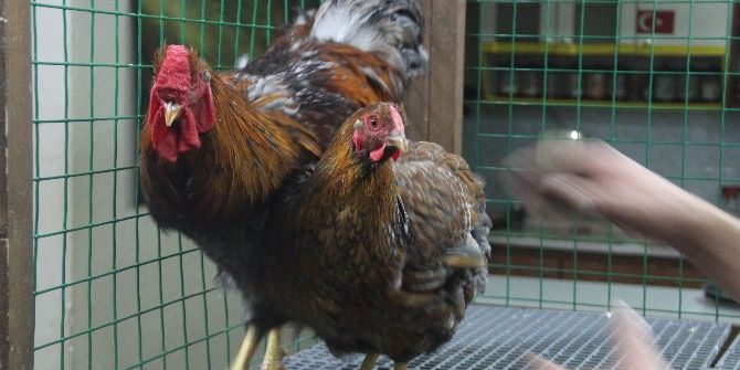 Süs Tavukları Açık Artırmayla Satıldı