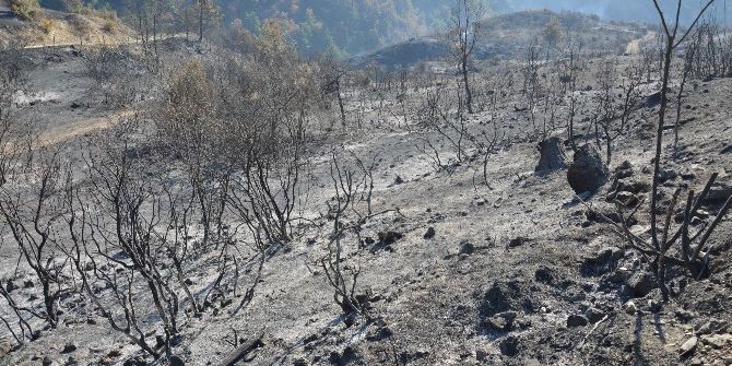 Tokat’ta 90 Hektar Ormanlık Alan Kül Oldu
