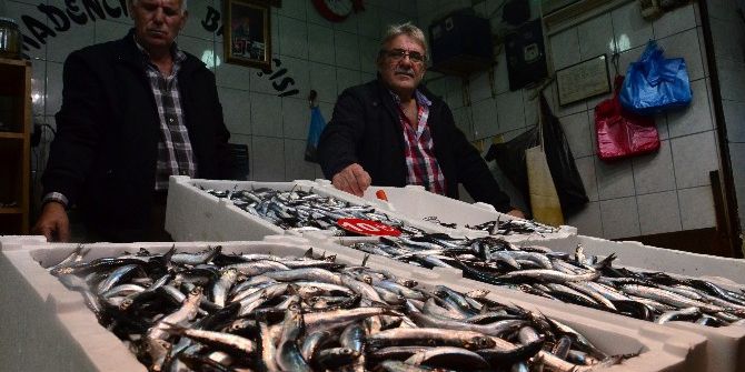 Tezgahlarda Çinakop Ve Hamsi Bolluğu